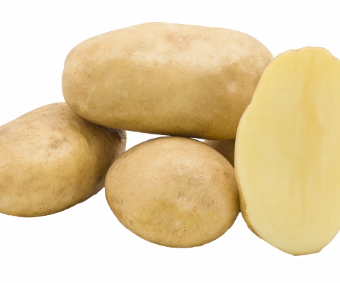 Сорт картофеля Эл Мундо (селекция Stet)